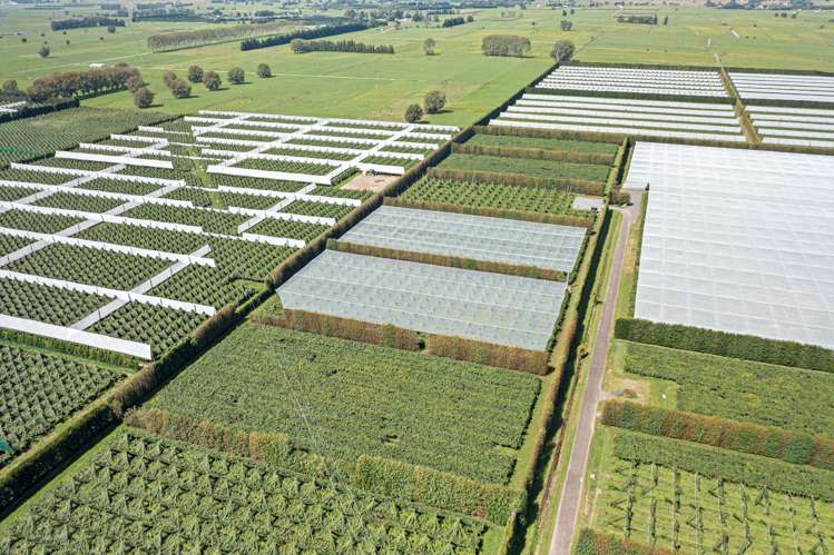 73 Orchard Road Edgecumbe_15