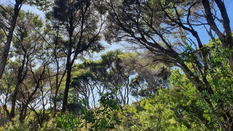 Lot 2/DP78717 North Cove Kawau Island_11