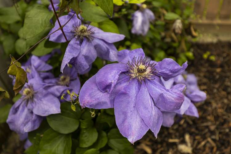 164 Muller Road Blenheim Central_19