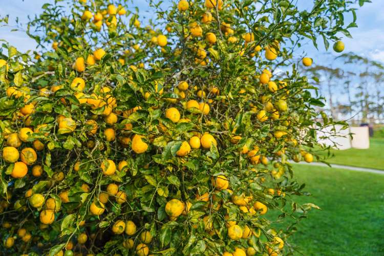 33 Whakapirau Road Wellsford_14