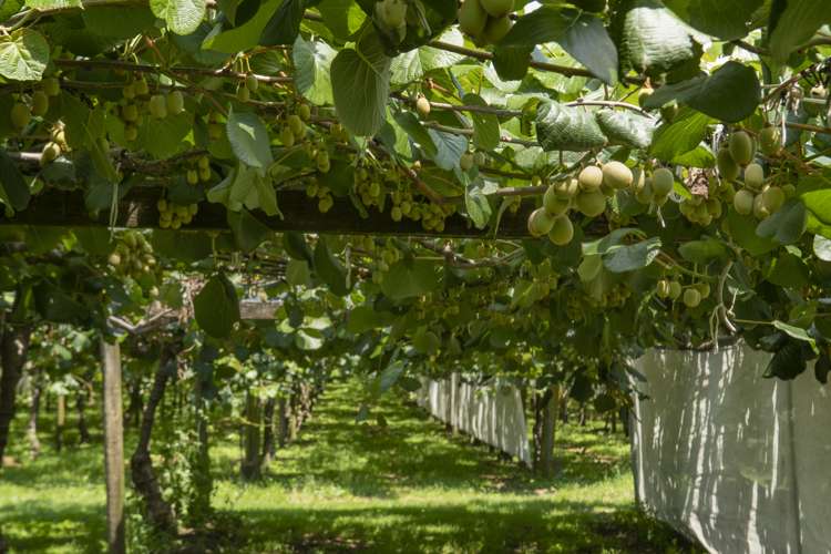 186 Beach Road Katikati_18