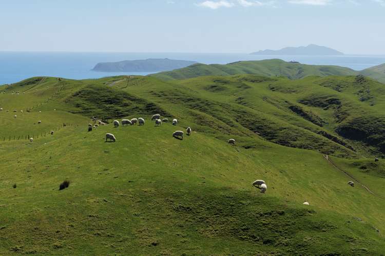 309 - 317 Boomrock Road Ohariu_2