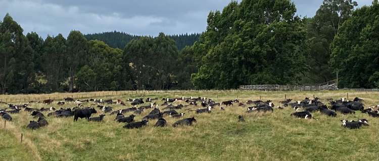 1015 Waitara Road Te Haroto_35