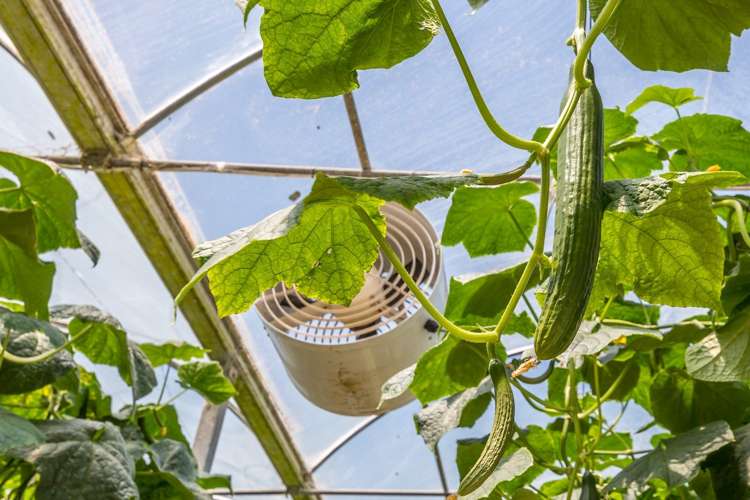 379 Razorback Road Pokeno_10