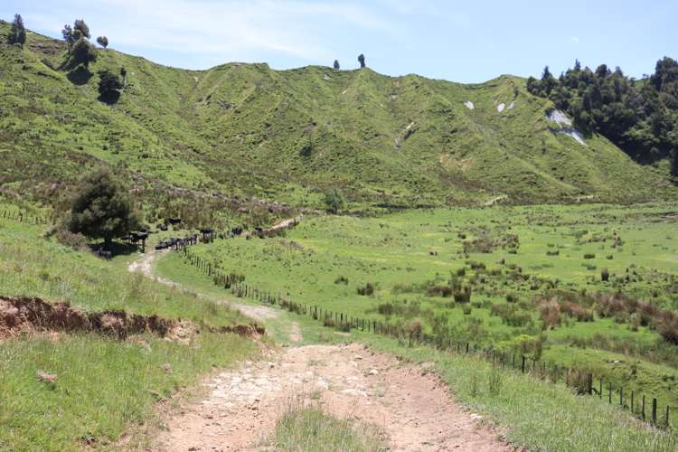 1099 Mataro Road Urenui_8