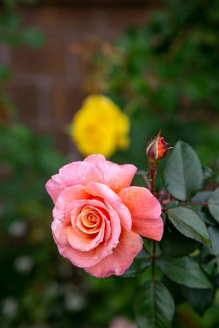 17 Alpers Ridge Leamington_25