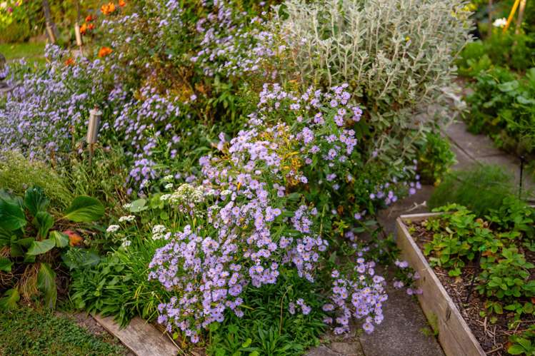 11 Himikera Avenue Avondale_42