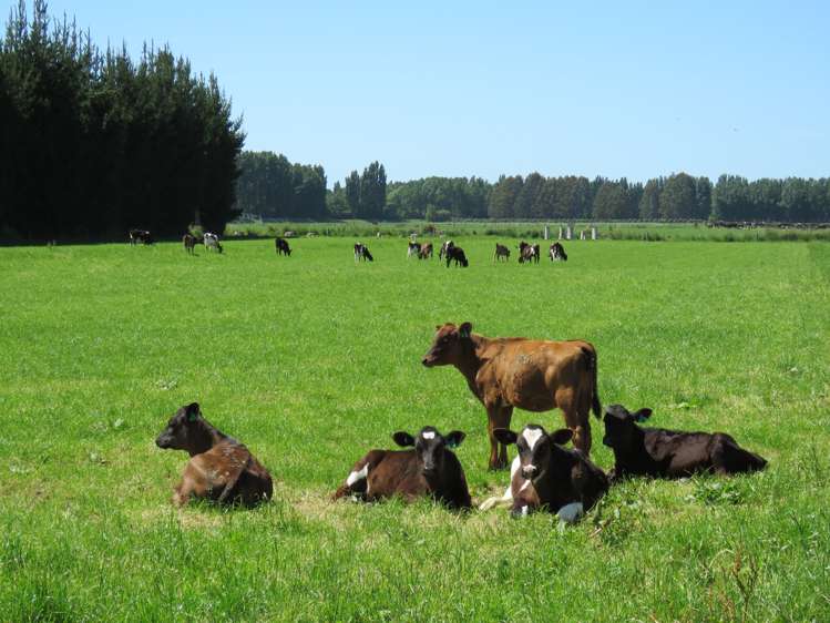 750 Ashburton Staveley Road Greenstreet_20