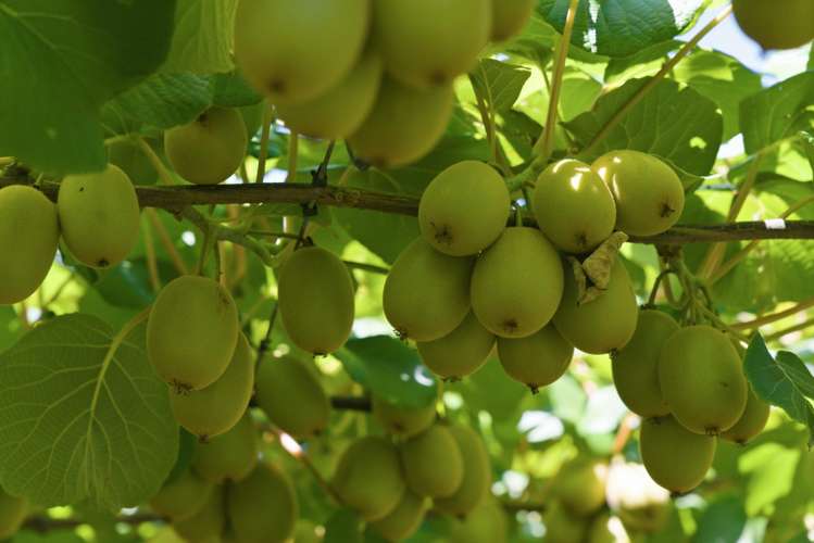 80 Roydon Downs Road Paengaroa_9