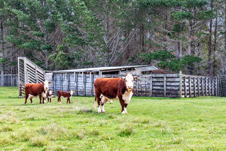 Lot 2, 106 Totara Park Lane Glenbervie_32