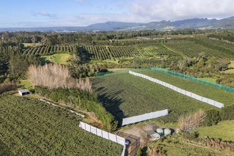 175 Busby Road Katikati_3