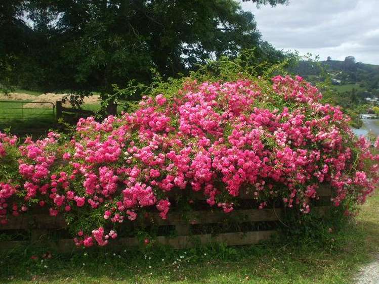 24 Mary Street Te Kuiti_12