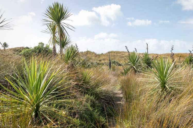 9 Tuhua Place Bowentown_31