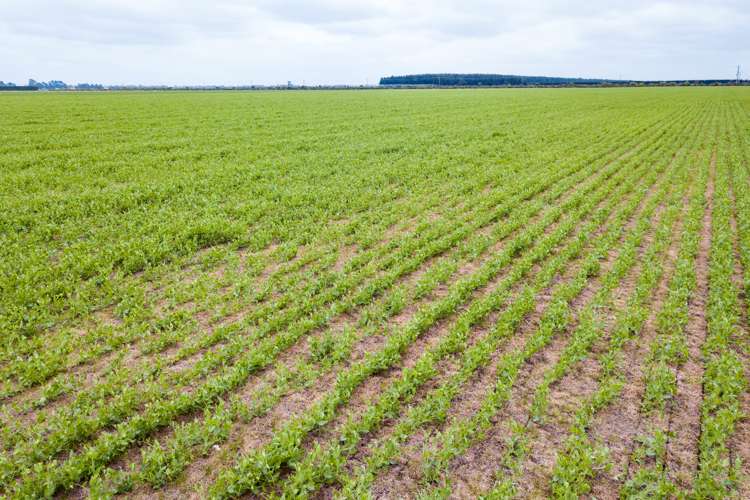 362 Fairfield Road Newland_14