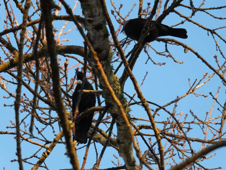 23b Purcell Street Foxton_18