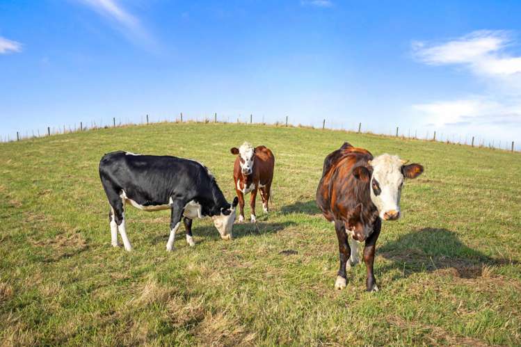 24a Bethells Road Waitakere_21