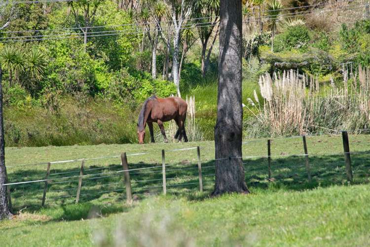 19 Rauta Way Helensville_28