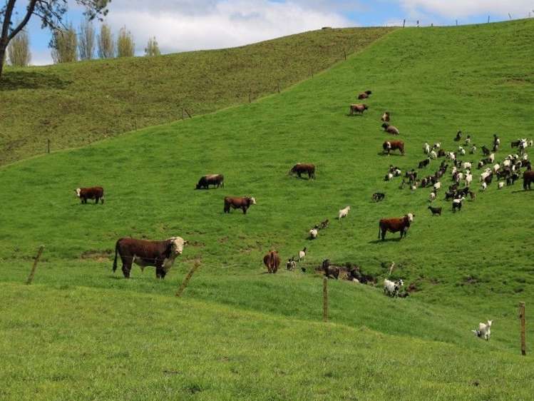 196 Hildreth Road Arapuni_29