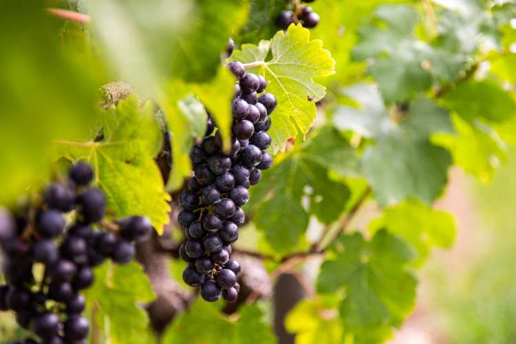 150 Monarch-Downs Way Warkworth_16