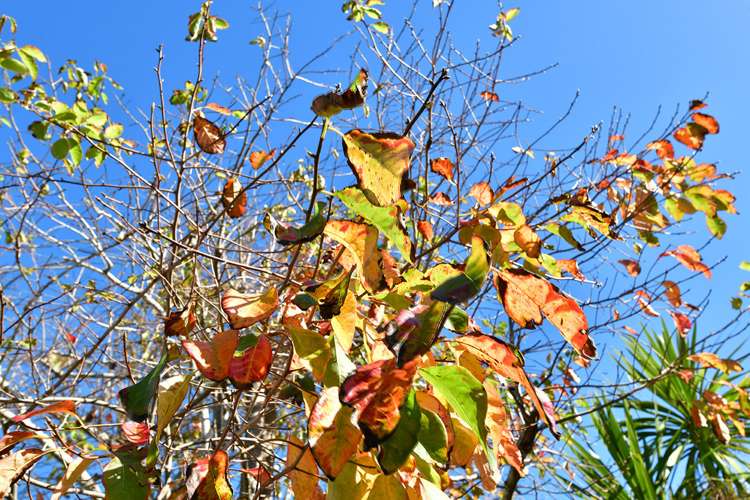 9 Robinia Place Snells Beach_25