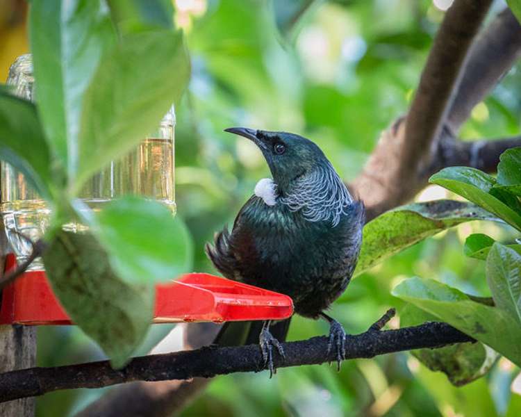 14 Westerham Place Washington Valley_15