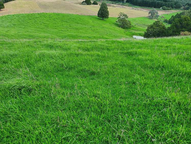 Curd Road Maungakaramea_16