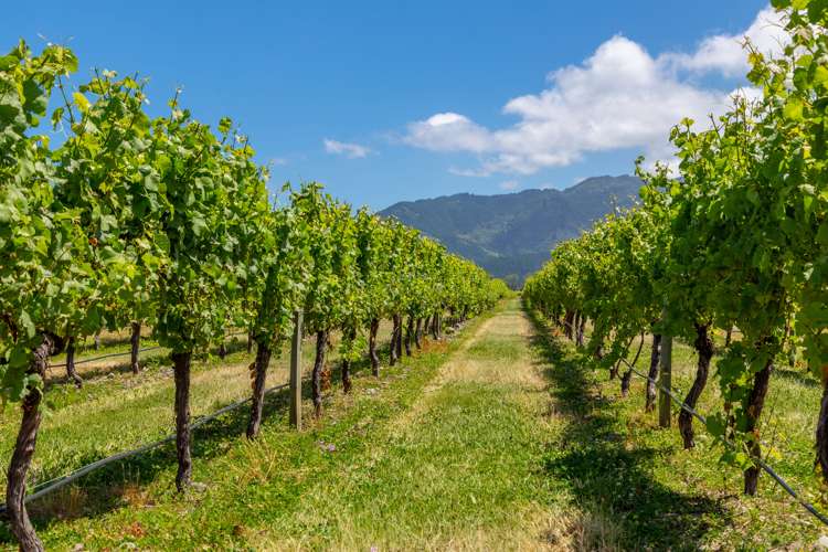 33 Rapaura Road Rapaura_6