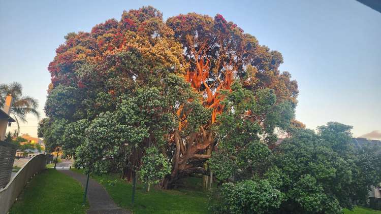 108/277 Maunganui Road_5