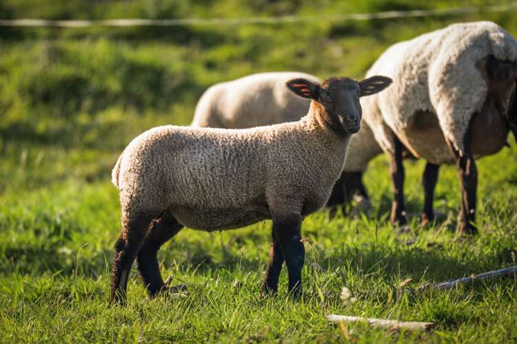 153 Waikoukou Valley Road Waimauku_19