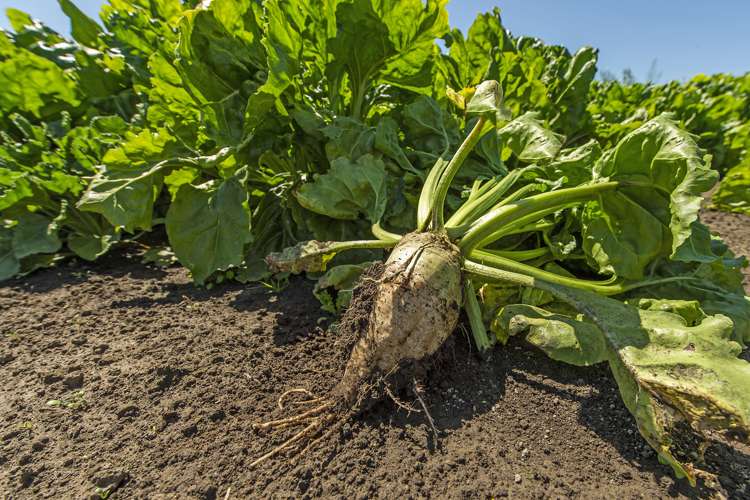 1610 North Rakaia Road Southbridge_20