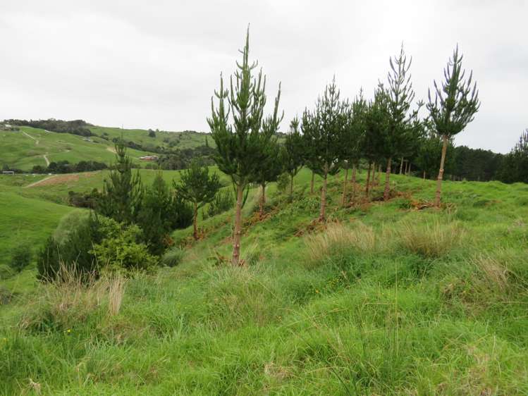 289 Franklin Road Paparoa_30