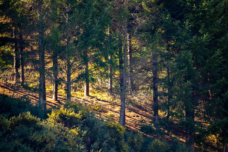 202 Rose Road Upper Moutere_17