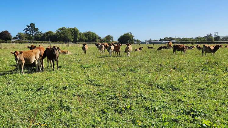 45 and 47 Windsor Road Inglewood_13