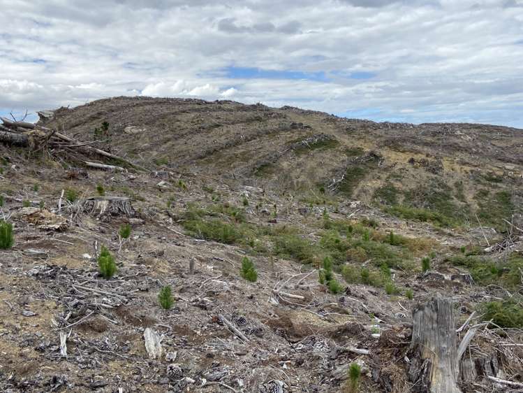 Waipori Road (69.9750 ha) Waipori_8