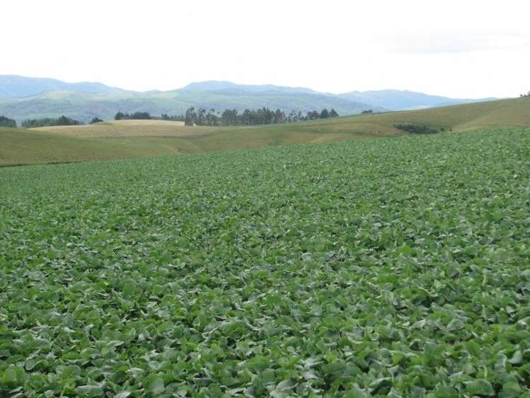 1463 Tuapeka West Road Lawrence_6