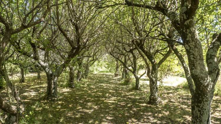 2466 State Highway 2 Greytown_13