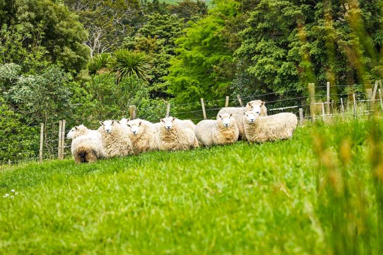 463 Matakana Road Matakana_23