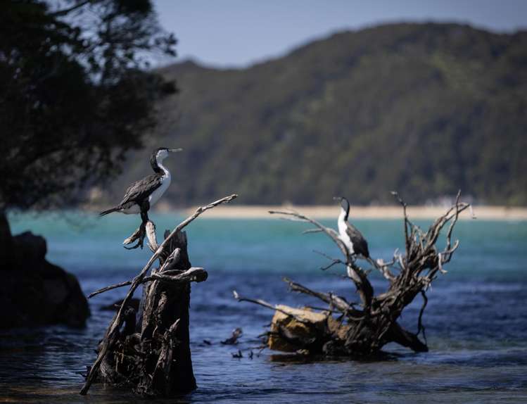 49 Awaroa Inlet Awaroa_15