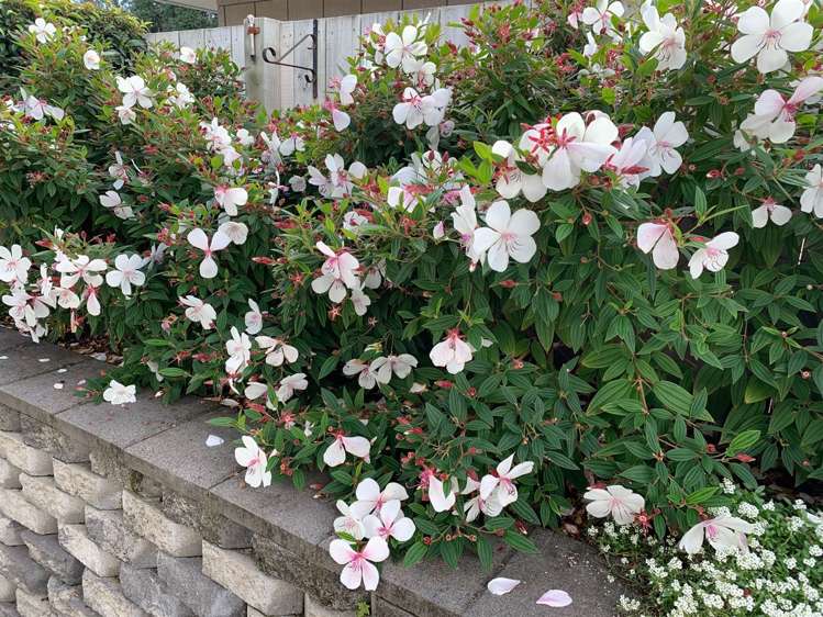 14 Saltwood Lane Bethlehem_8