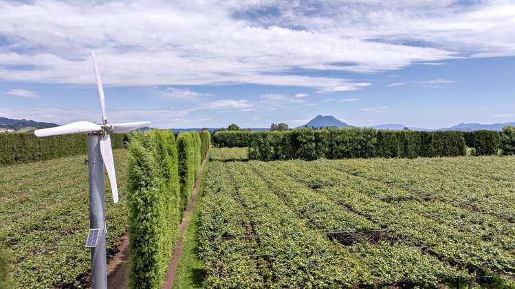 469 Western Drain Road Edgecumbe_9