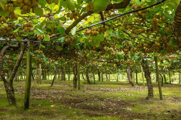 116 Tuapiro Road Tahawai_3