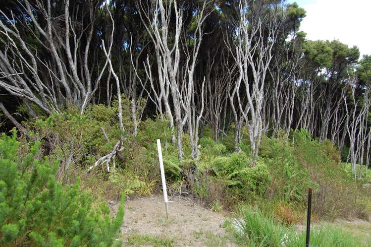 396a Shoal Bay Road Great Barrier Island (Aotea Island)_7