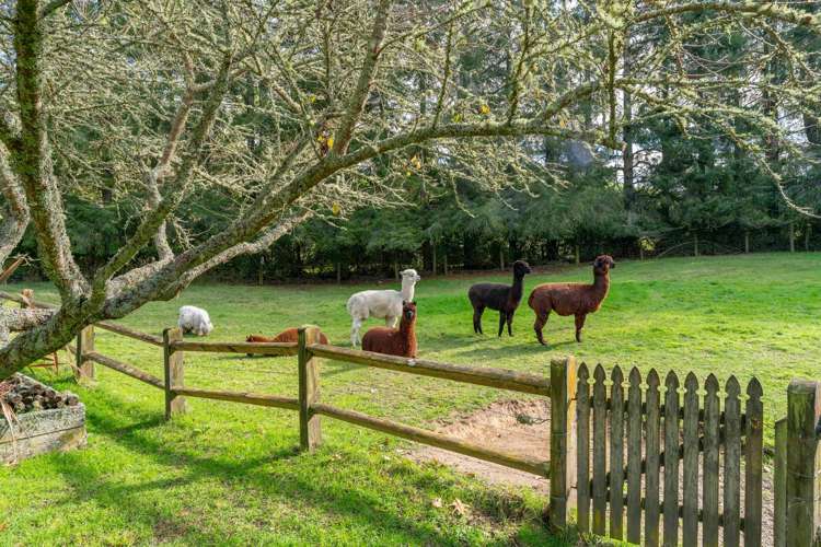 175 Forest Road Oruanui_26