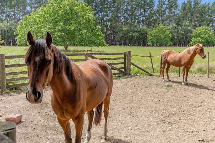 180 Paierau Road Masterton_21
