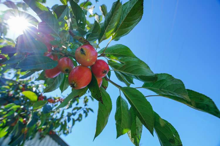 53 Flemington Road Woodlands_27