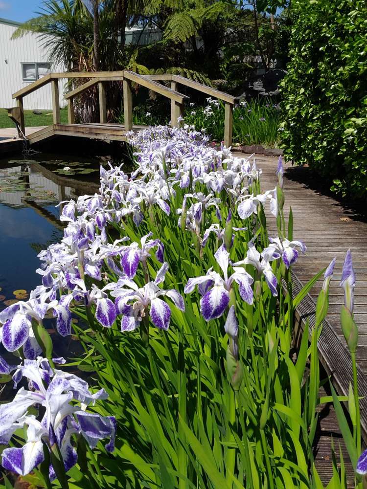 Glenbogal Aquatic Katikati_8