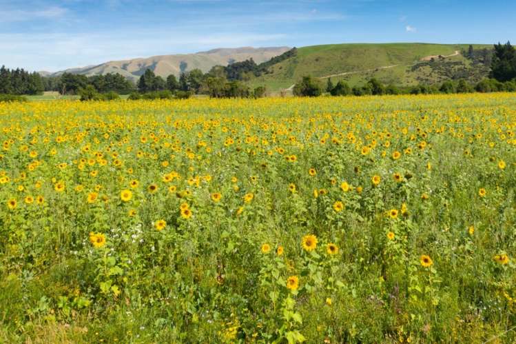 793 Peel Forest Road Mesopotamia_6