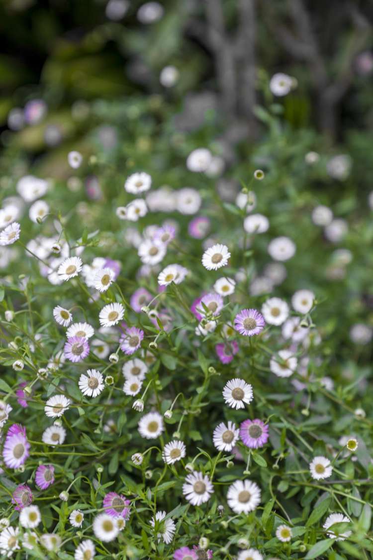 20 Muscat Place Henderson_30