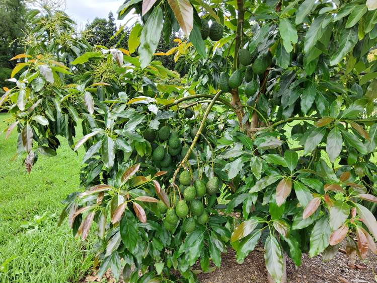 168 No 1 Road Te Puke_8