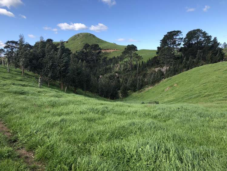 428 Whatauri Road Wharepapa South_17